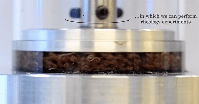 Why do scientists get worms to drink and make them spin like this?