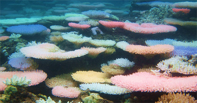 Why do some reefs change colors when they are 'stressed'?