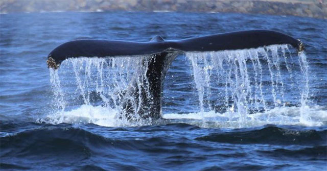 Why do whales swing their tails up and down, but sharks swing their tails to the sides?