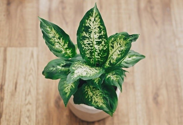 10 houseplants that are slowly poisoning your health - VN Knowledge Picture 1