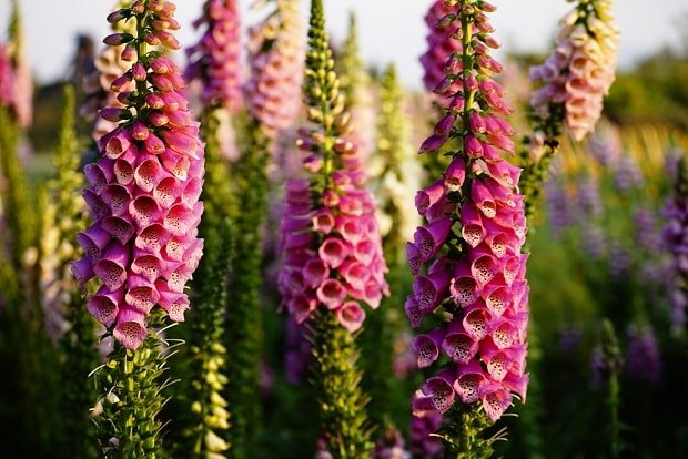 10 houseplants that are slowly poisoning your health - VN Knowledge Picture 10