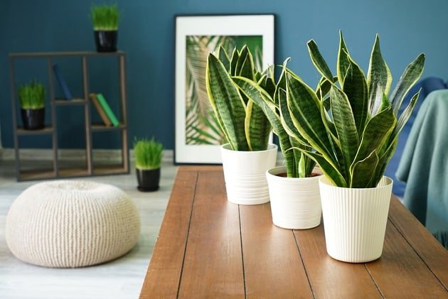10 houseplants that are slowly poisoning your health - VN Knowledge Picture 2