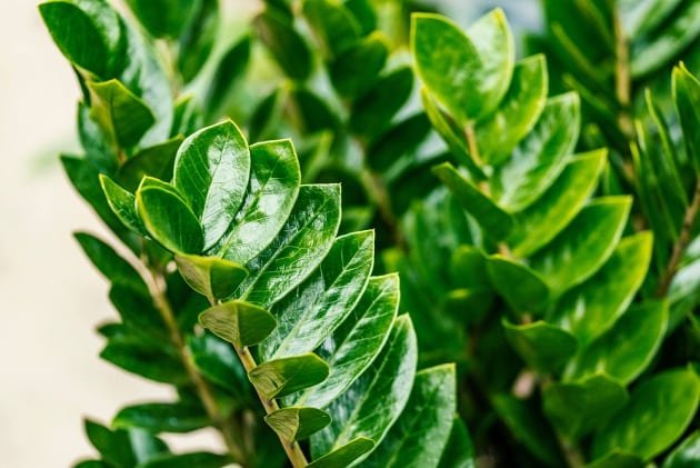 10 houseplants that are slowly poisoning your health - VN Knowledge Picture 3