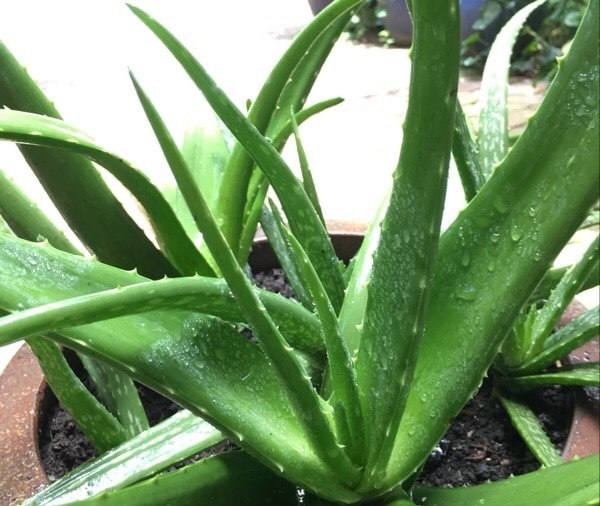 10 houseplants that are slowly poisoning your health - VN Knowledge Picture 4
