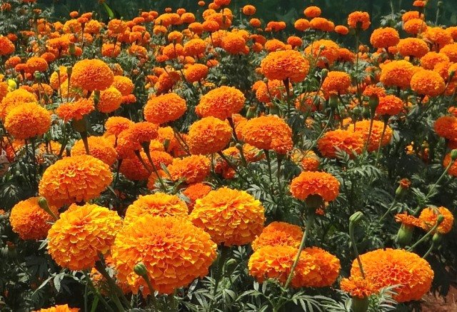 10 houseplants that are slowly poisoning your health - VN Knowledge Picture 5