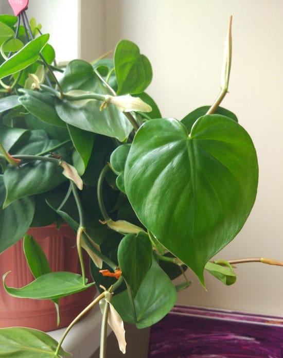 10 houseplants that are slowly poisoning your health - VN Knowledge Picture 6