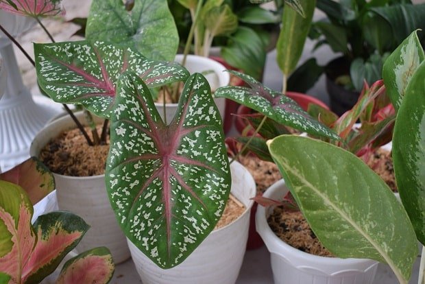10 houseplants that are slowly poisoning your health - VN Knowledge Picture 7