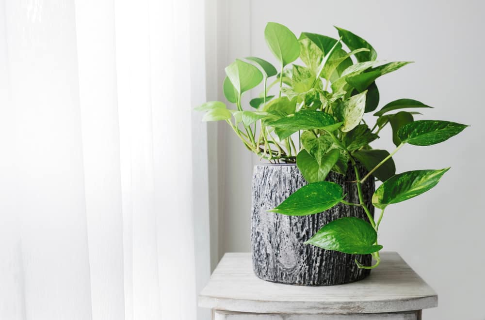 10 houseplants that are slowly poisoning your health - VN Knowledge Picture 8