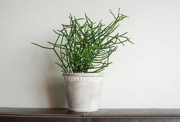 10 houseplants that are slowly poisoning your health - VN Knowledge Picture 9