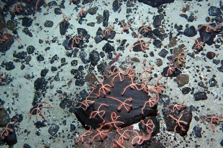 Picture 2 of 10 most shocking mysteries about the ocean floor
