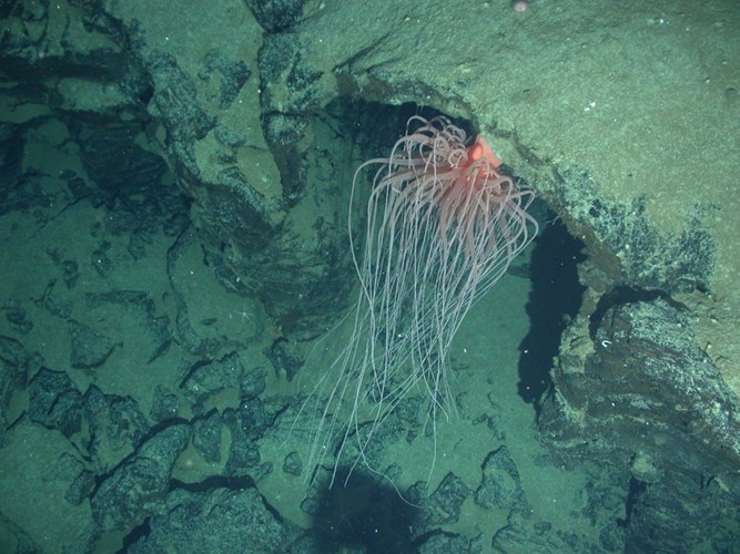 Picture 3 of 10 most shocking mysteries about the ocean floor