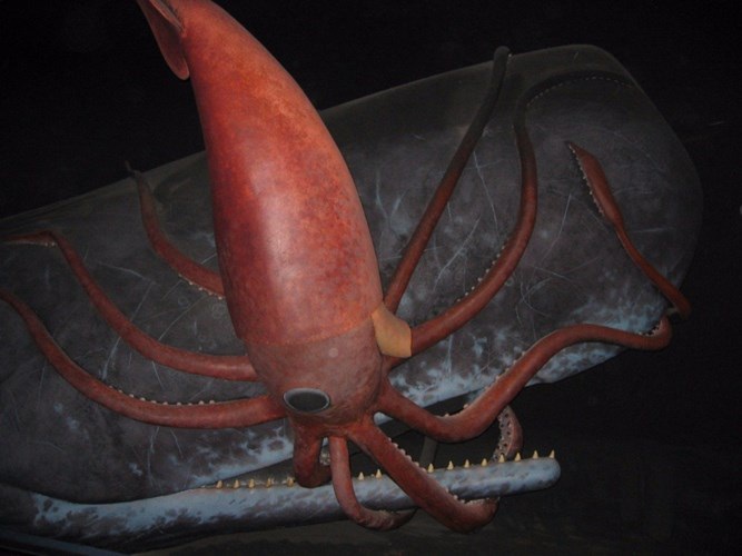Picture 8 of 10 most shocking mysteries about the ocean floor