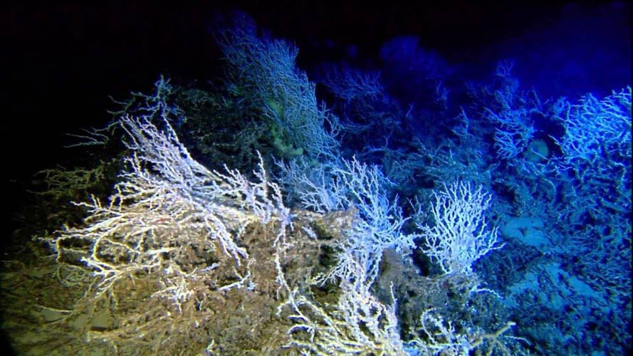 Picture 9 of 10 most shocking mysteries about the ocean floor