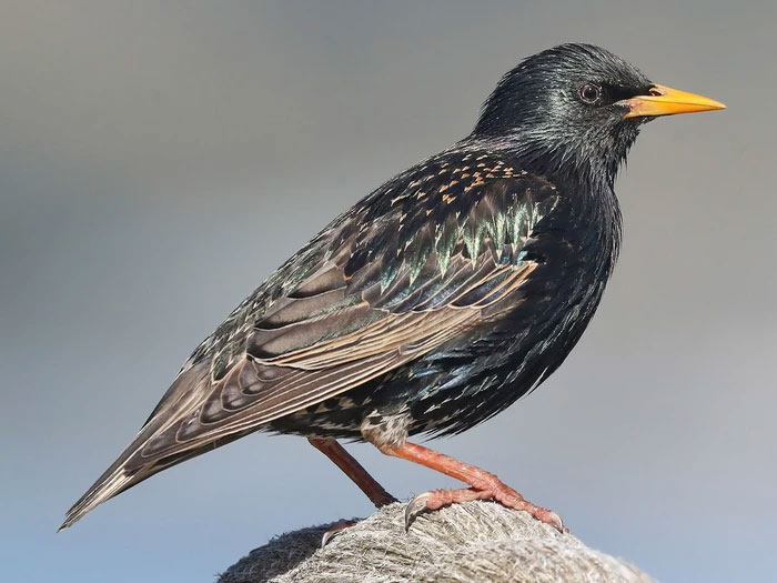 Picture 1 of 100 years ago, a man released 60 strange birds, causing the US to lose $1 billion a year.