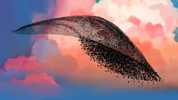 Picture 3 of 100 years ago, a man released 60 strange birds, causing the US to lose $1 billion a year.