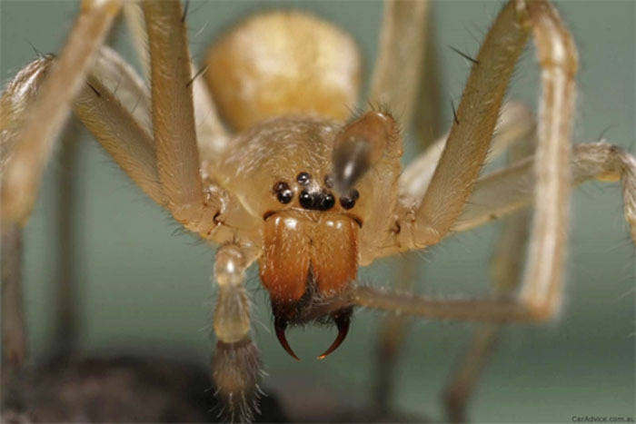 Picture 1 of 12 of the most terrifying venomous spiders to humans.
