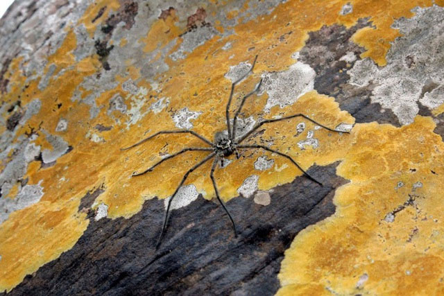 Picture 11 of 12 of the most terrifying venomous spiders to humans.