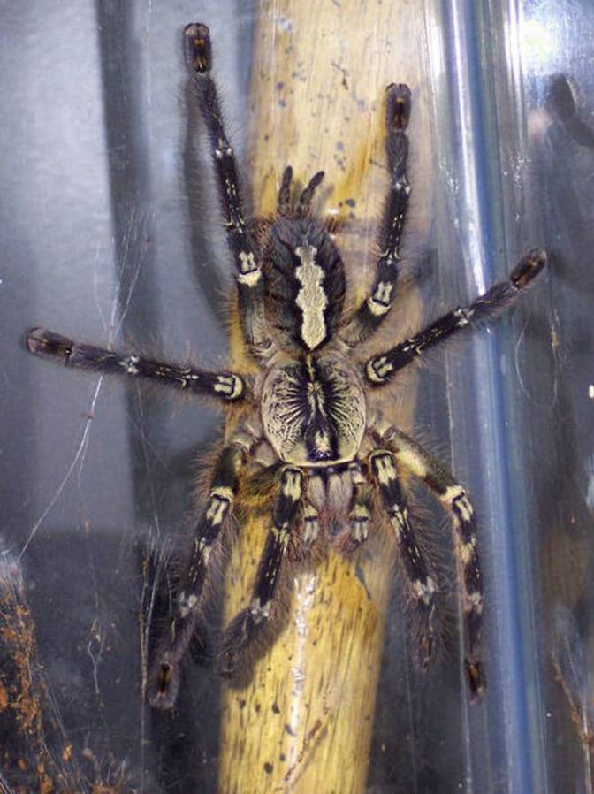 Picture 2 of 12 of the most terrifying venomous spiders to humans.