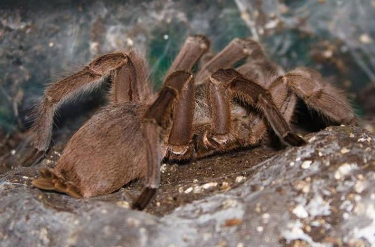 Picture 3 of 12 of the most terrifying venomous spiders to humans.