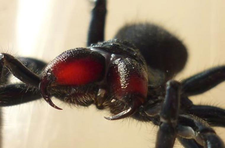 Picture 4 of 12 of the most terrifying venomous spiders to humans.