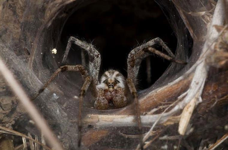 Picture 5 of 12 of the most terrifying venomous spiders to humans.