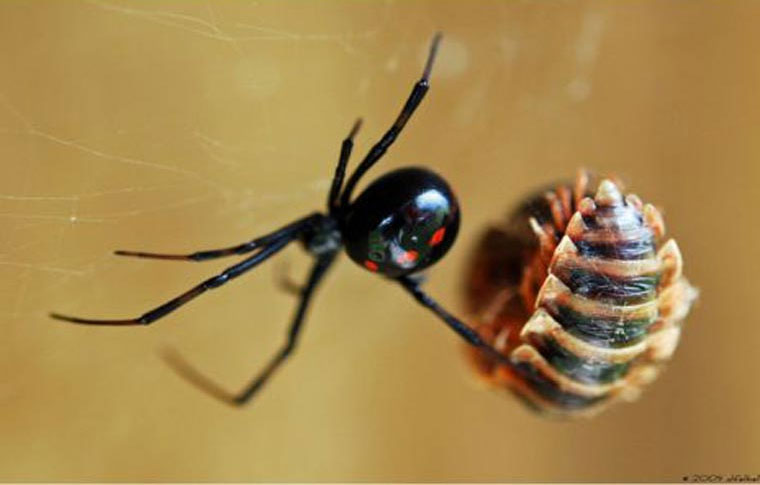 Picture 7 of 12 of the most terrifying venomous spiders to humans.