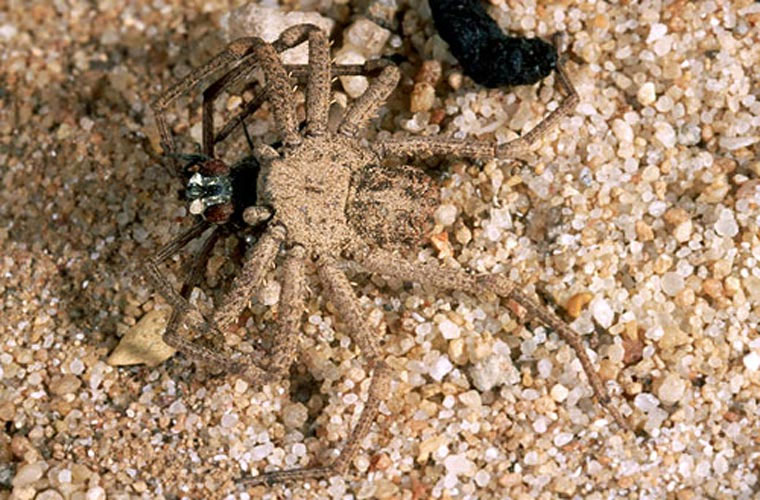 Picture 9 of 12 of the most terrifying venomous spiders to humans.