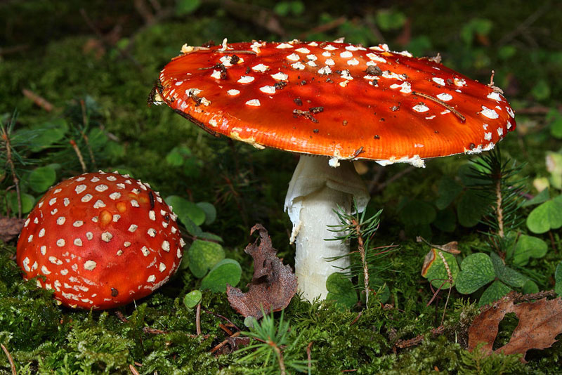 Picture 1 of 12 of the world's most dangerous poisonous mushrooms.