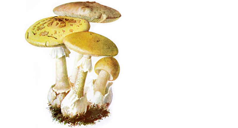 Picture 10 of 12 of the world's most dangerous poisonous mushrooms.