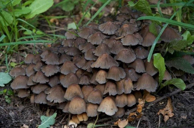 Picture 11 of 12 of the world's most dangerous poisonous mushrooms.