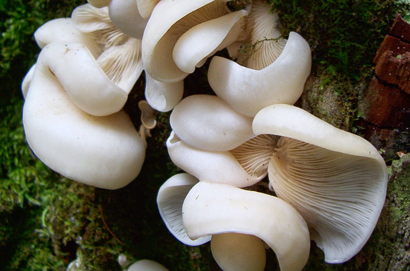 Picture 2 of 12 of the world's most dangerous poisonous mushrooms.