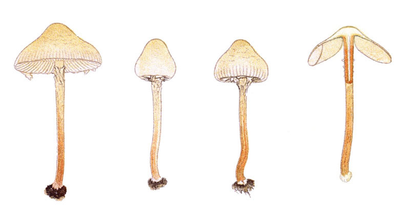 Picture 3 of 12 of the world's most dangerous poisonous mushrooms.