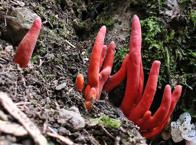 Picture 4 of 12 of the world's most dangerous poisonous mushrooms.