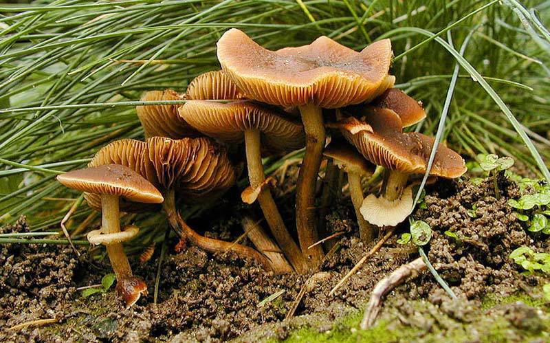 Picture 5 of 12 of the world's most dangerous poisonous mushrooms.