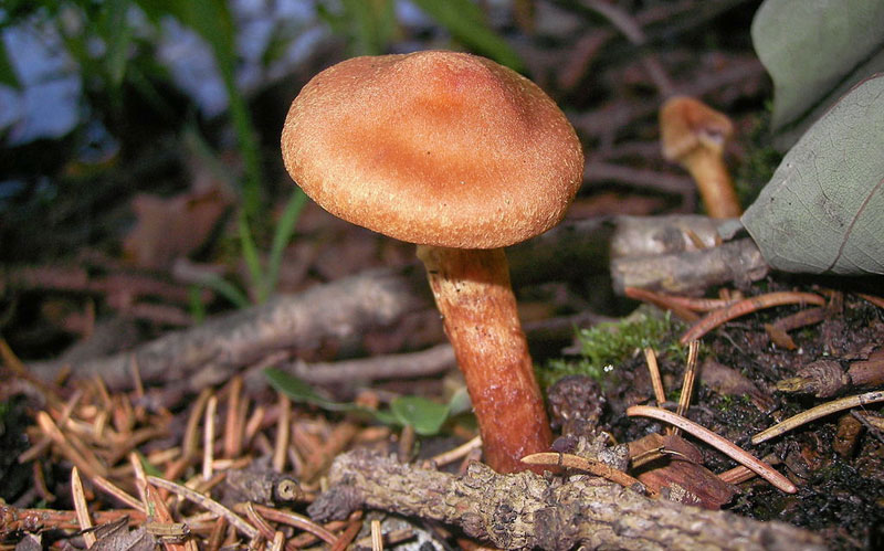 Picture 6 of 12 of the world's most dangerous poisonous mushrooms.