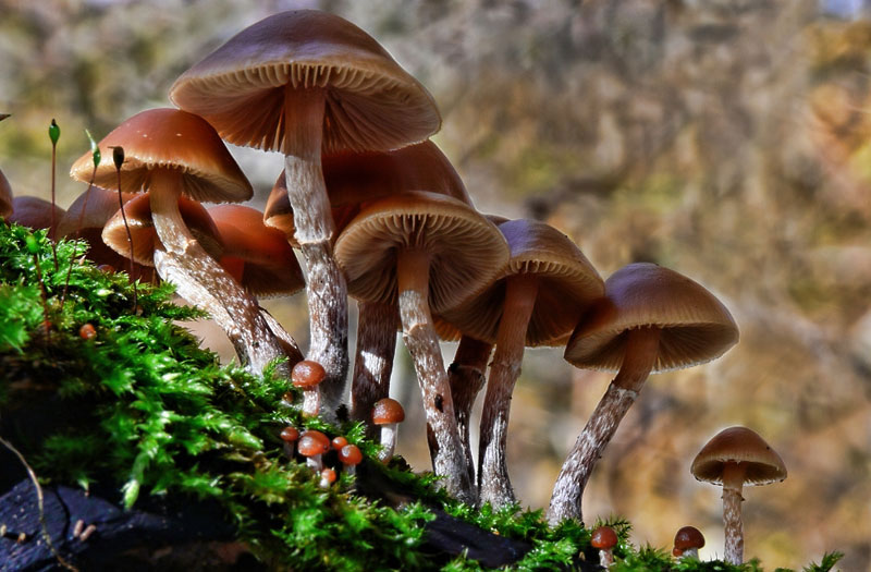 Picture 7 of 12 of the world's most dangerous poisonous mushrooms.