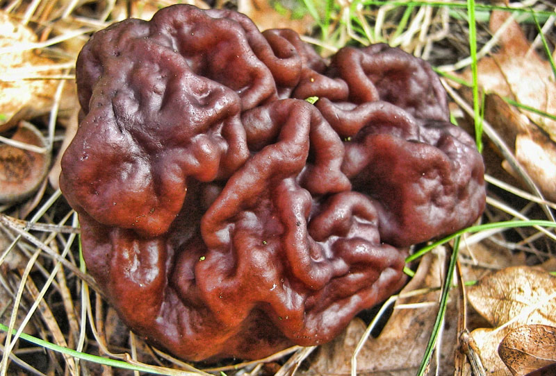 Picture 8 of 12 of the world's most dangerous poisonous mushrooms.