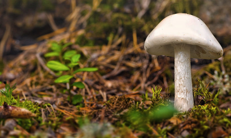 Picture 9 of 12 of the world's most dangerous poisonous mushrooms.