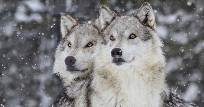 Picture 5 of 14 most loyal animals in the natural world