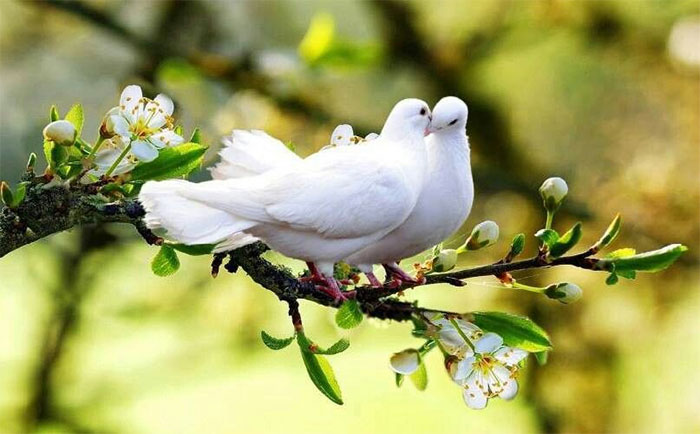 Picture 6 of 14 most loyal animals in the natural world