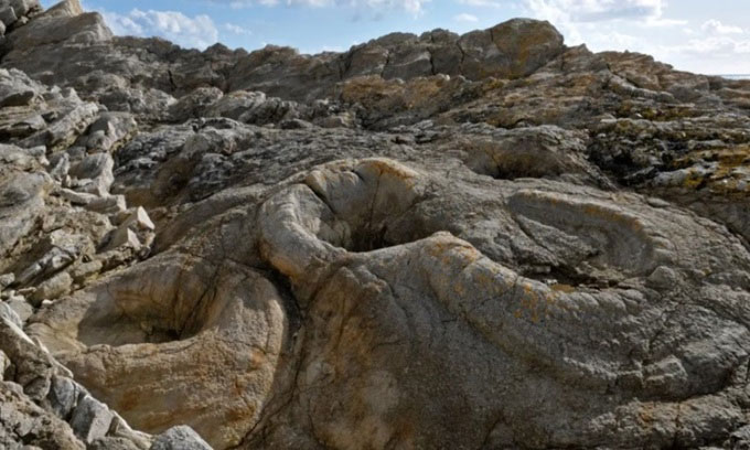 Picture 1 of 145 million year old fossil cypress forest along the English coast