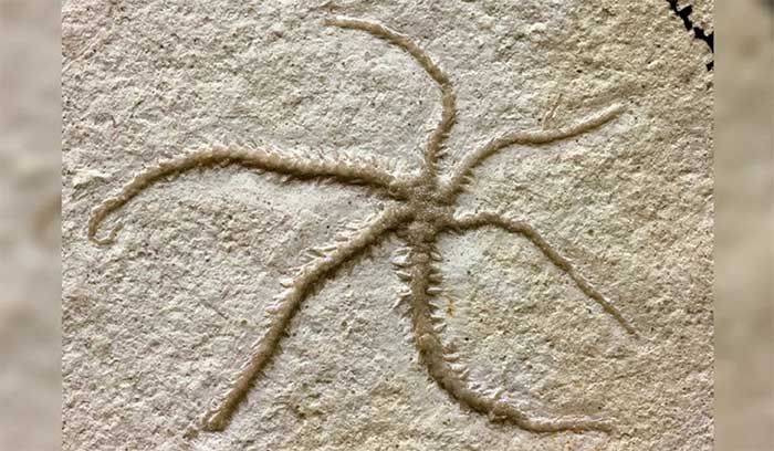155 million year old sea star fossilized right at the moment of rebirth Picture 1