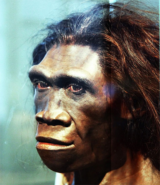 Picture 3 of 1.6 million year old archaeological evidence changes people's view of language history