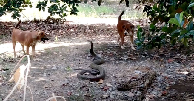 Picture 1 of 2 dogs discovered 3.7m long king cobra in the garden, which one will win?