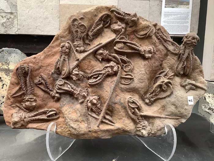 Picture 1 of 280 million year old 'alien' fossil discovered in Western Australia