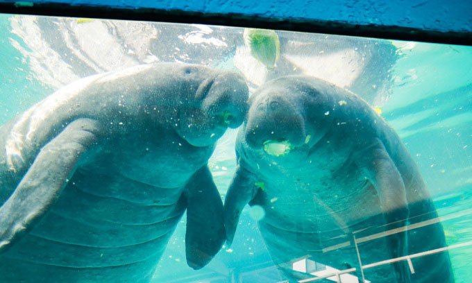 Picture 1 of 38-year-old male manatee dies from mating with his brother