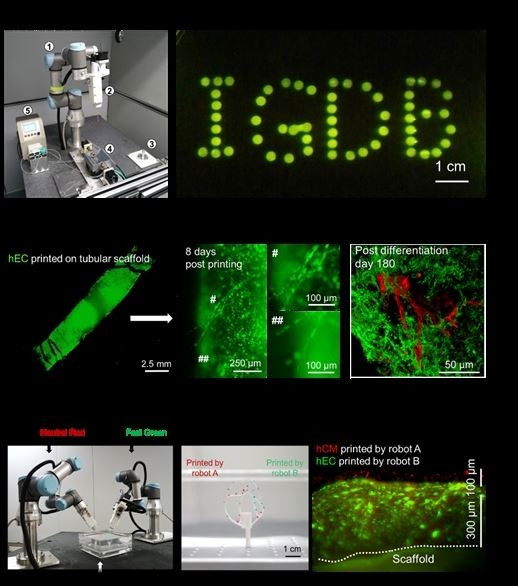 Picture 1 of 3D printed heart tissue can keep beating for 6 months