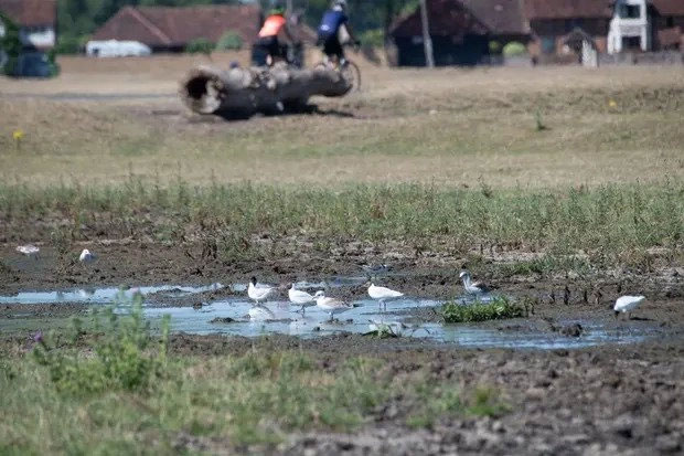 40 degrees Celsius in the UK causes birds to fall from the sky, many animals die Picture 3