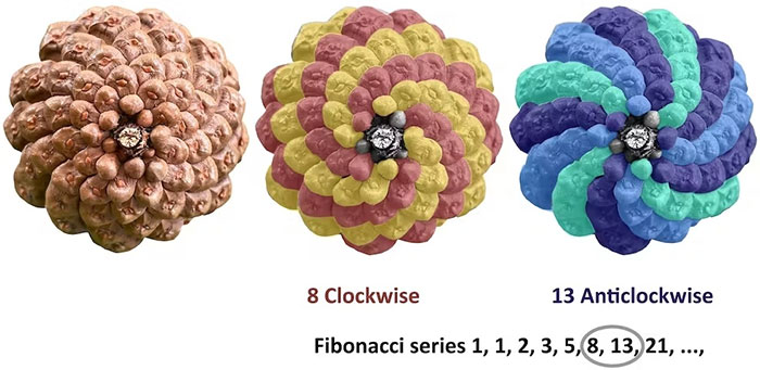 Picture 1 of 400-million-year-old fossil changes thinking about Fibonacci spiral