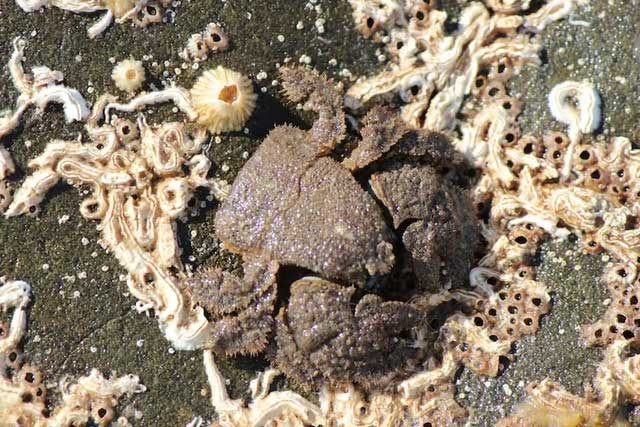Picture 5 of 5 Creatures That Evolved Into Crabs - Has Mother Nature Run Out of Shape Ideas?